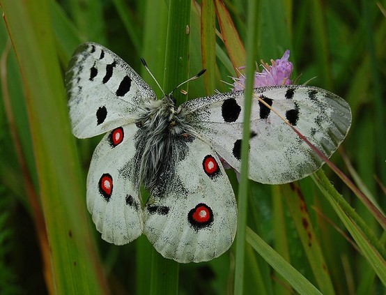 Photo:  Apollo Butterfly. Mountainous Regions of Europe.